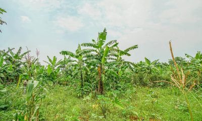 plot-for-sale-2