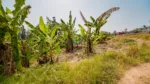 Plot for sale in Kimironko, Kigali — view 5
